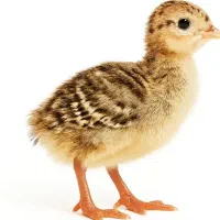 جوجه بوقلمون یک روزه برنز