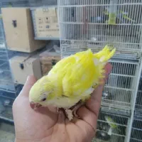 جوجه راهب زرد و یک نر دو ساله
