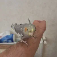 طوطی عروس  جوجه ۶ ماهه