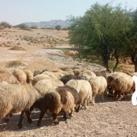 60 راس میش و شیشک ترکی