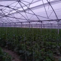 کار در گلخانه ترکیه فقط خانم