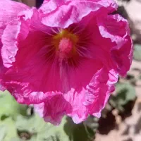 گل ختمی تازه امسالی
