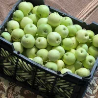 سیب گلاب درجه یک