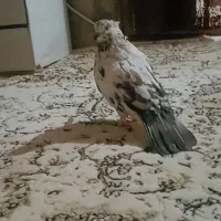 کبوتر گرگی ماده سرو کله دار هیکلی
