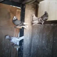بالاگیر تهرانی