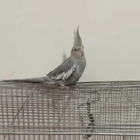 پرنده قفس