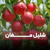 فروش نهال شلیل مغان ضمانت سلامت و اصالت از جهاد