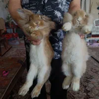 بچه خرگوش لوپ نسکافه ای