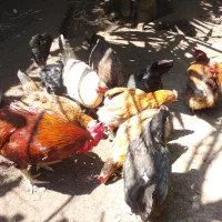 مرغ وخروس محلی