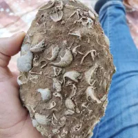 فسیل جانوری میلیون ساله