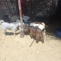کهره نر