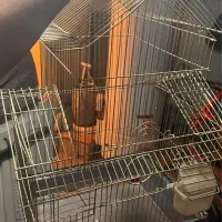 قفس و پرنده