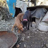 پیتبول نر وماده