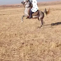 اسب مادیون کرد