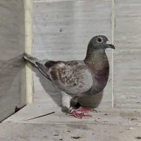 کلون سرخ عربستان اصل ksa