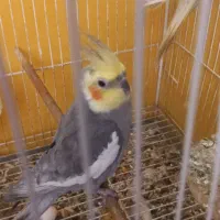 دوعدد گلباقالی و یک عدد نرسیامون