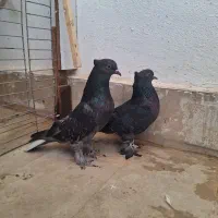 کبوتر زاغ تو دم دار