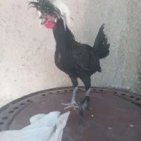 دو عدد خروس