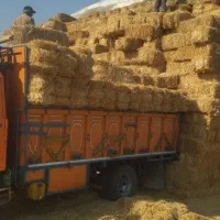 کاه  نرم  وپرس کلاله