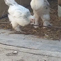 مرغ و خروس برهما اصل
