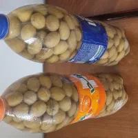 زیتون