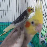جفت عروس هلندی