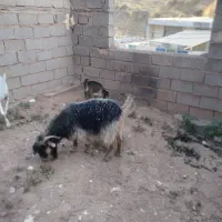 بزدرجه یک لری با بیگ ماده
