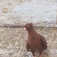 سلام عرض ادب دمسفید سرخ سیاه زرد معامعله