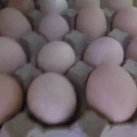 تخم مرغ محلی
