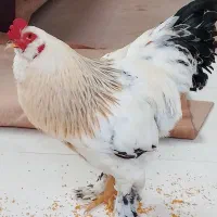 خروس برهما امپراطور و مرغ مرندی