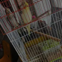 یک جفت عروس هلندی خوشگل بفروش میرسد