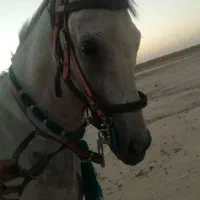 اسب