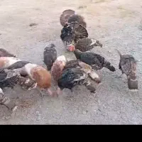 بوقلمون