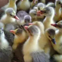 جوجه غاز و قوغاز