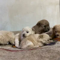 سگ پامر