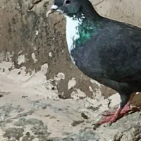 کفتر|پرنده|مشهد, موعود|دیوار