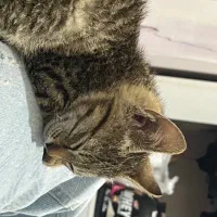 گربه