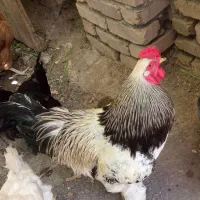 خروس برهما نقاب
