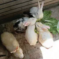 فروش خرگوش