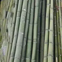 چوب بامبو زیر قیمت بازار