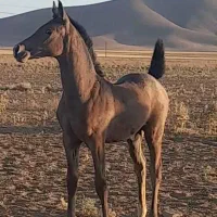 اسب|اسب و تجهیزات اسب‌سواری|جوادآباد, |دیوار