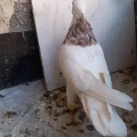 رنگه|پرنده|مشهد, شهرک بهارستان|دیوار