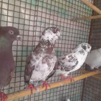 کبوتر|پرنده|گرگان, |دیوار