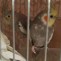 عروس هلندی|پرنده|کوهدشت, |دیوار