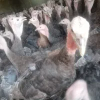 جوجه بوقلمون برنز