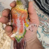 گرینچیک یلوساید اکستریم رد