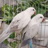 جفت راهب