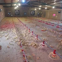 مرغداری یا دام داری  در نیشابور