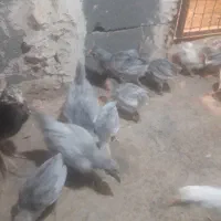 مرغ وخروس ونیمچه ۳ماه گلین طوسی