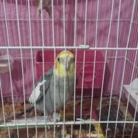 عروس هلندی